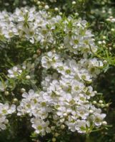 Leptospermum polygalifolium polygalifolium