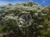 Leptospermum polygalifolium polygalifolium