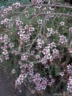 Leptospermum Pink Cascade