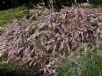 Leptospermum Pink Cascade