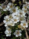 Leptospermum scoparium