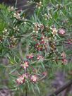 Leptospermum spectabile