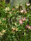 Leptospermum spectabile