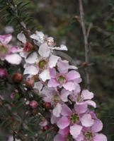 Leptospermum squarrosum