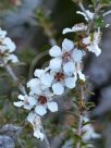 Leptospermum squarrosum