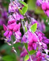 Lespedeza thunbergii