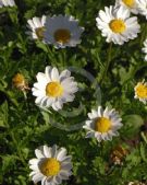 Mauranthemum paludosum