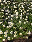 Mauranthemum paludosum