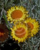 Leucochrysum albicans