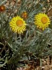 Leucochrysum albicans