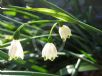 Leucojum vernum