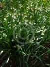 Leucojum vernum