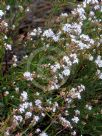 Leucopogon virgatus