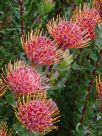 Leucospermum Carnival Red