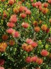 Leucospermum Carnival Red