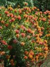 Leucospermum Carnival Red