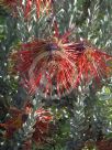 Leucospermum reflexum