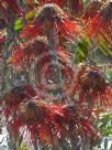 Leucospermum reflexum