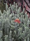 Leucospermum reflexum