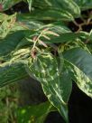 Leucothoe fontanesiana Rainbow