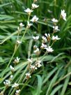 Libertia formosa