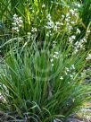 Libertia formosa