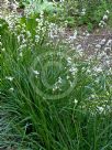 Libertia formosa