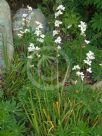 Libertia grandiflora