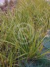 Libertia ixioides Goldfinger