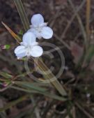 Libertia ixioides Taupo Blaze