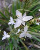 Libertia paniculata