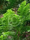 Libocedrus plumosa