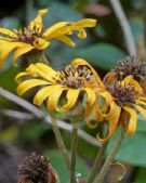 Ligularia dentata