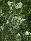 Lilium formosanum