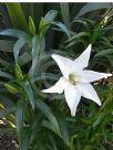 Lilium longiflorum