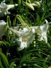 Lilium longiflorum