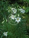 Lilium longiflorum