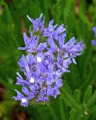 Limonium sinuatum