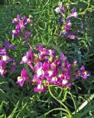 Linaria maroccana