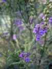 Linaria purpurea