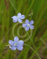 Linum marginale