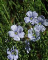 Linum perenne