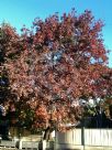 Liquidambar formosana