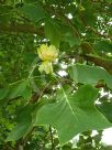 Liriodendron tulipifera