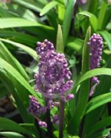 Liriope muscari Royal Purple