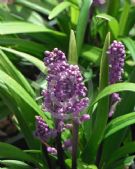 Liriope muscari Royal Purple