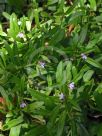 Lobelia anceps