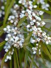 Logania albiflora