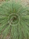 Lomandra confertifolia rubiginosa Seascape