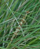 Lomandra fluviatilis